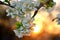 Blossoming trees on background of a sunset in the spring