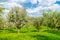 Blossoming trees in spring season