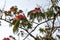 Blossoming tropical acacia Albizia julibrissin