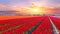 Blossoming tulip field in the Netherlands