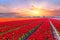 Blossoming tulip fields in a dutch landscape in the Ne