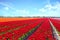 Blossoming tulip fields in a dutch landscape in the Netherlands