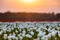 Blossoming tulip fields in a dutch landscape at sunset in the Netherlands