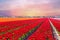 Blossoming tulip fields in a dutch landscape at sunset in Netherlands