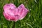 Blossoming tulip flower, possibly Tulipa Agenensis or Gesneriana