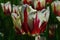 Blossoming tulip flowers, hybrid twinkle, in spring sunshine