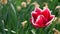 Blossoming tulip hybrid flower Leen Van Der Mark in light spring wind, 4K