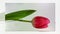 Blossoming tulip in white background