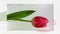 Blossoming tulip in white background