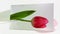 Blossoming tulip in white background