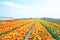 Blossoming tulips in the countryside from Netherlands