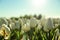 Blossoming tulips with dew drops in field on spring day