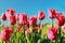 Blossoming tulips in field on sunny day