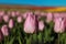 Blossoming tulips in field on sunny day, closeup