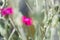 The blossoming Turkish carnation against blurred background. Dianthus barbatus