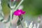 The blossoming Turkish carnation against blurred background. Dianthus barbatus