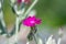 The blossoming Turkish carnation against blurred background. Dianthus barbatus