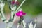 The blossoming Turkish carnation against blurred background. Dianthus barbatus