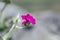 The blossoming Turkish carnation against blurred background. Dianthus barbatus