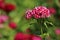 The blossoming Turkish carnation. The Turkish carnation red with white against blurred background.