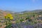 Blossoming valley and landscape on spanish volcanic island Lanzarote