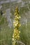 blossoming Verbascum lychnitis flower at Terminillo mountain range, Italy