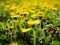 Blossoming vibrant dandelion field on springtime