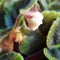 A blossoming violet bud on a windowsill