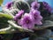 Blossoming violet buds of violets. Flowering plant