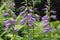 Blossoming violet campanula flowers