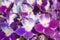 Blossoming violet and white senpolia