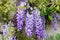 Blossoming violet wisteria flowers with young spring green leaves on the house wall