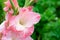 Blossoming vivid huge soft cute pink gladiolus flowers close up in vertical format.