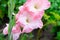 Blossoming vivid huge soft cute pink gladiolus flowers close up in vertical format. Blooming gladiolus on summertime