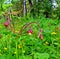 The blossoming water avens plant on a meadow