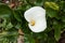 Blossoming white cala lily with green leaves