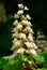 Blossoming white chestnut flowers