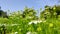 Blossoming white cumin crop flowers