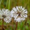 Blossoming white dandelion heads in the morning dew, dandelion fluff with dew drops