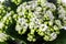 Blossoming of white flowers of Kalanchoe calandiva