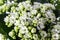 Blossoming of white flowers of Kalanchoe calandiva. Small depth of focus field.