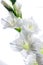 Blossoming white gladiolus, it is isolated