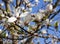 Blossoming white magnolia in the middle strip of Russia