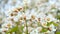 Blossoming white small flowers on a tree