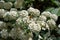 Blossoming white Spirea with bee. Spiraea bush