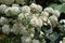 Blossoming white Spirea with bee. Spiraea bush