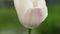 Blossoming white tulip head detail