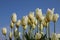 Blossoming  White Tulips With Warm Sunny