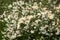 Blossoming whitethorn