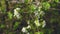 Blossoming Wild Apple tree in The Spring Forest